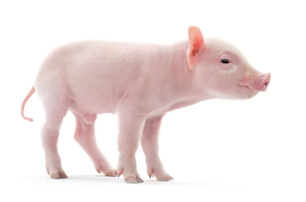 Свинья на белом — стоковое фото