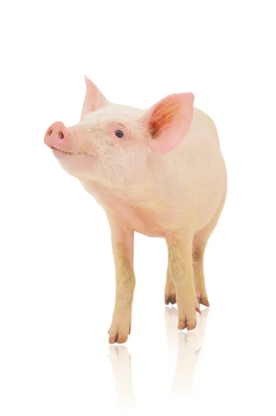 Pig on white — Stock Photo, Image