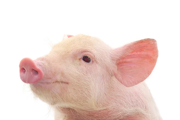 Portret van een varken — Stockfoto