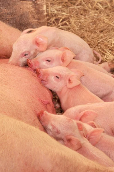 Свиньи кормятся с матерью — стоковое фото