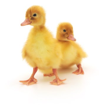 Two ducklings clipart