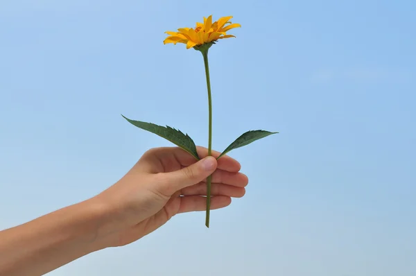 Mão com flor amarela — Fotografia de Stock