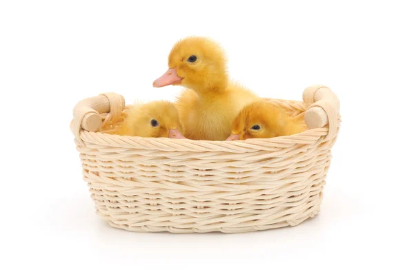 Ducklings in a basket. — Stock Photo, Image