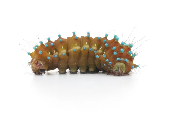 Geïsoleerde caterpillar — Stockfoto