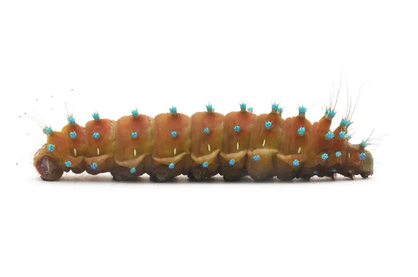 고립 된 애벌레 — 스톡 사진