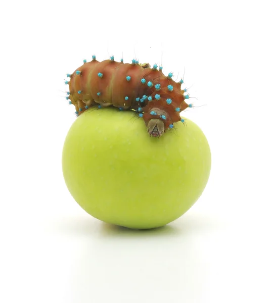 Brown caterpillar and apple — Stock Photo, Image