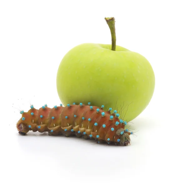 Brązowy gąsienica i jabłko — Zdjęcie stockowe