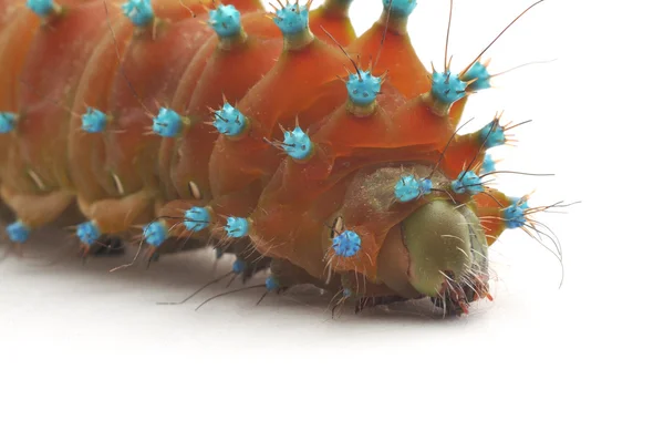 Elszigetelt caterpillar — Stock Fotó