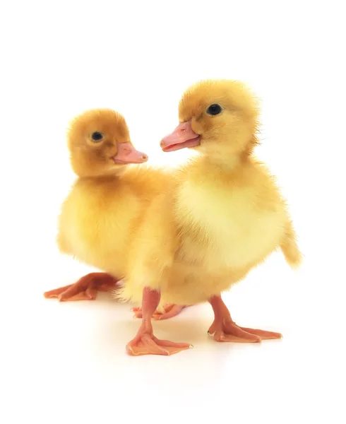 Two ducklings — Stock Photo, Image