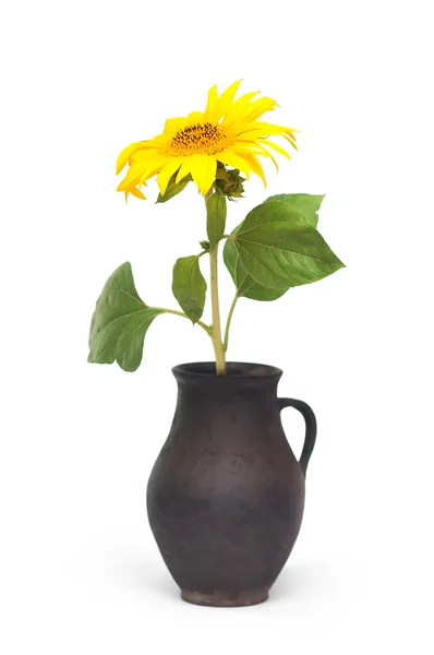 Sunflower in a jug — Stock Photo, Image