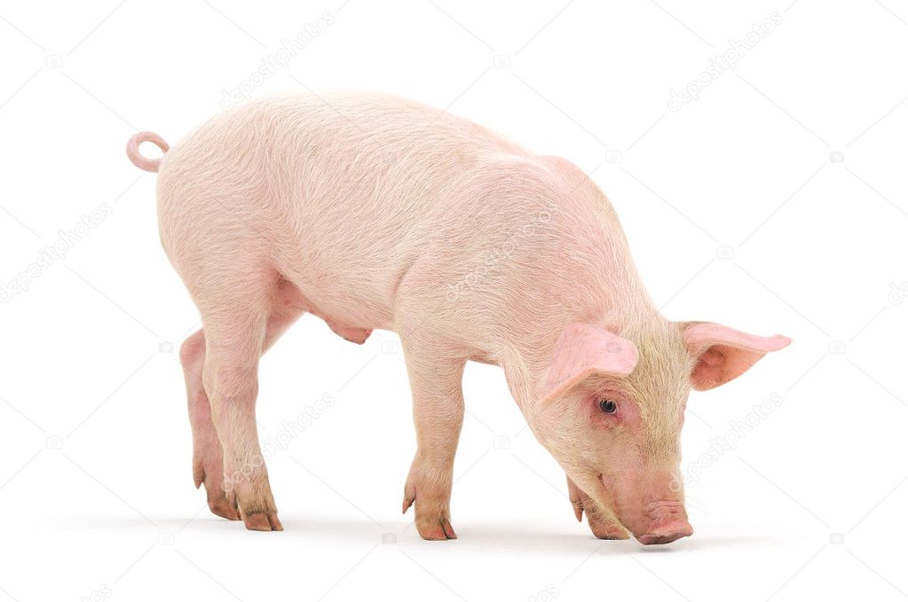 Pig isolated on a white background.
