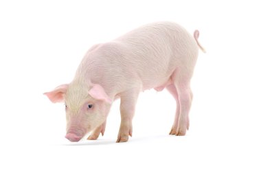 Pig isolated on a white background. clipart