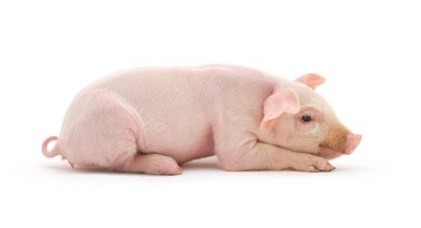 Pig On White clipart