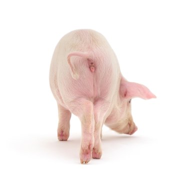 Pig On White clipart