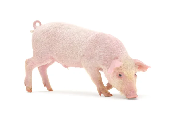 Beyaz bir arka plan üzerinde gösterilen domuz — Stok fotoğraf