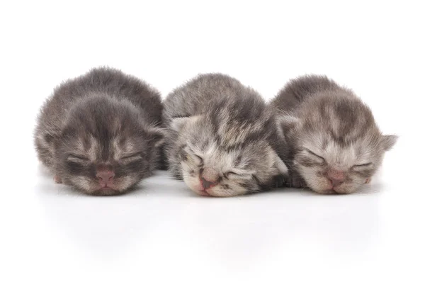 Uyuyan kedi yavruları — Stok fotoğraf