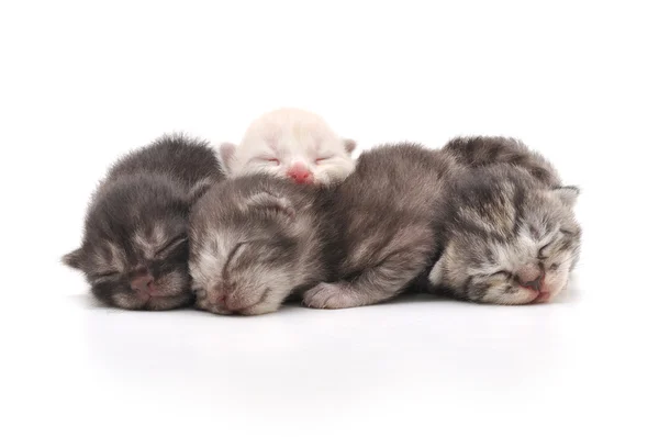 Γατάκια ύπνου — Φωτογραφία Αρχείου