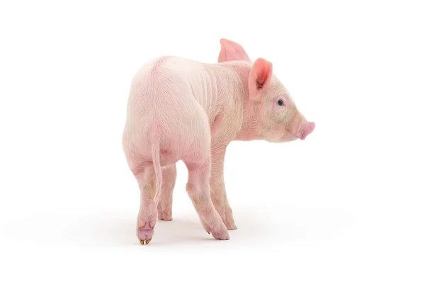 Pig On White — Stock Photo, Image