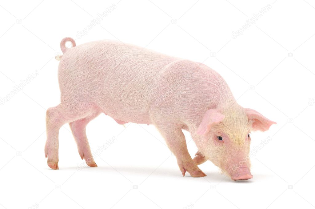 Pig represented on a white background