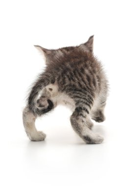 Beyaz arka planda kedi yavrusu