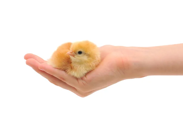 stock image Small chicken on hand