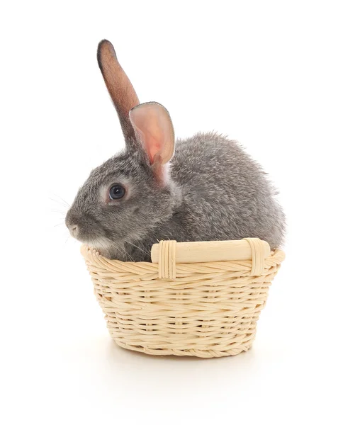 Lilla kanin i en korg — Stockfoto