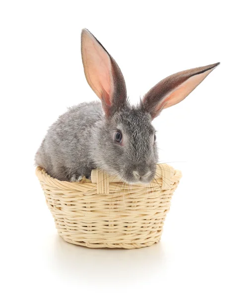 Küçük tavşan sepet içinde — Stok fotoğraf