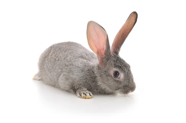 Lilla kanin — Stockfoto