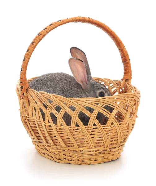 stock image Little rabbit in a basket