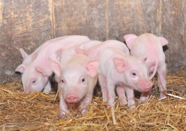 Piglets clipart