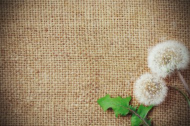 Dandelions çuval bezi zemin üzerine