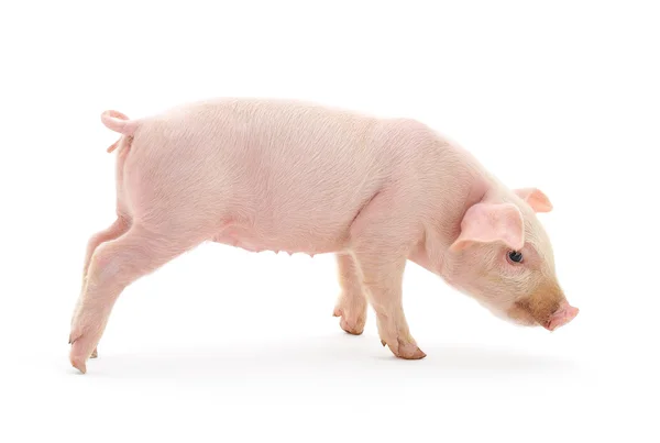 흰 배경에 있는 돼지 — 스톡 사진