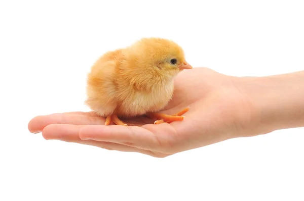 stock image Small chicken on hand