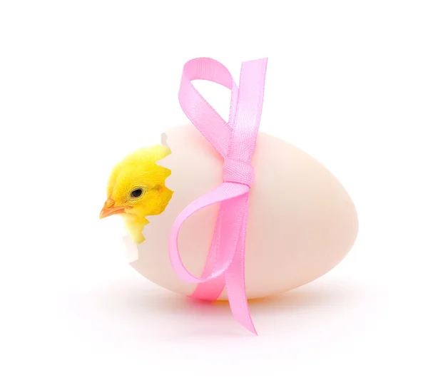 鶏が白い卵から出てくる — ストック写真