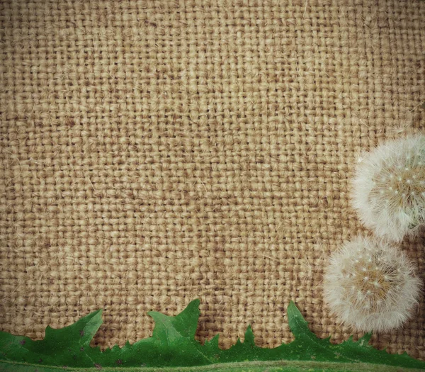 Dandelions on burlap background — Stock Photo, Image