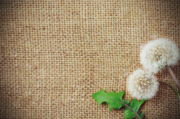 Dandelions on burlap background — Stock Photo, Image