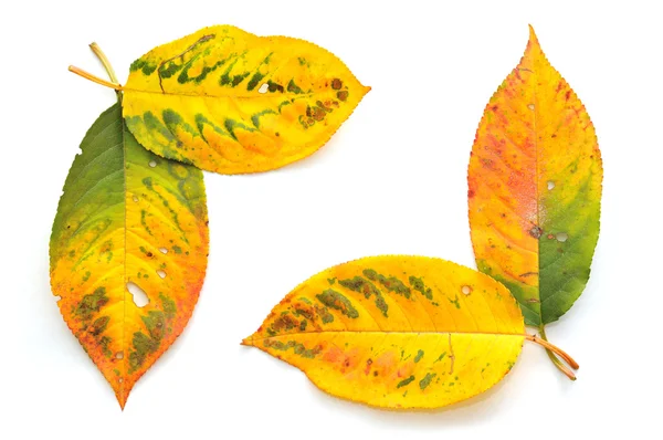 Autumn Leaves White Background — Stock Photo, Image