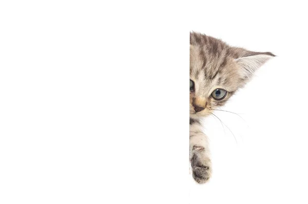 Kitten Hanging Blank Posterboard You Add Message — Stock Photo, Image
