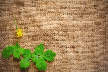 boş grungy tuval dokusu. arka plan için büyük.