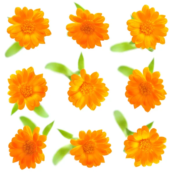 Nio isolerade gula blommor. — Stockfoto