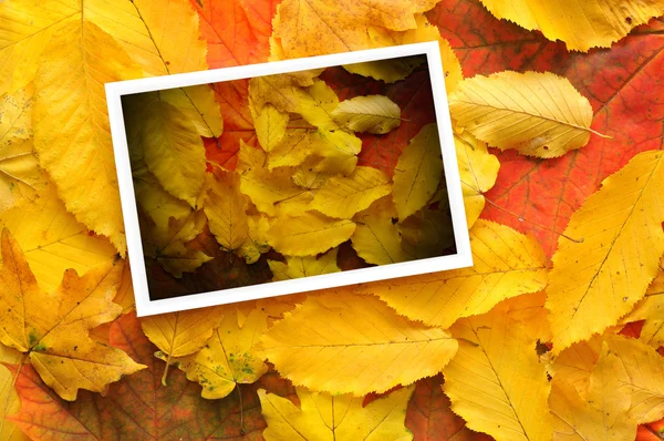 Rahmen aus Herbstblättern — Stockfoto