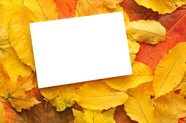 Пустая карточка с опавшими листьями — стоковое фото