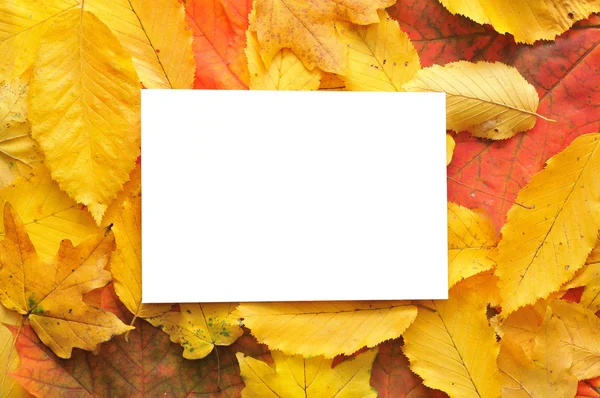 Sonbahar yaprakları ile boş kartı — Stok fotoğraf