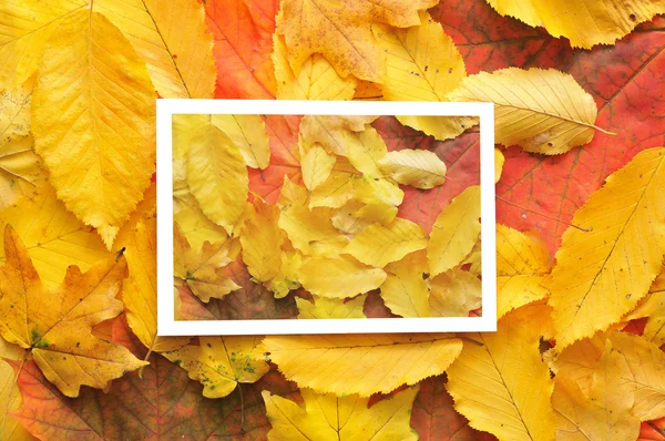 Rahmen aus Herbstblättern — Stockfoto