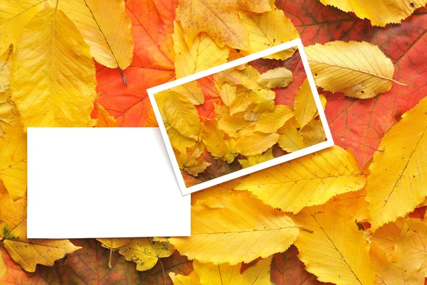 Пустые карты с осенними листьями — стоковое фото