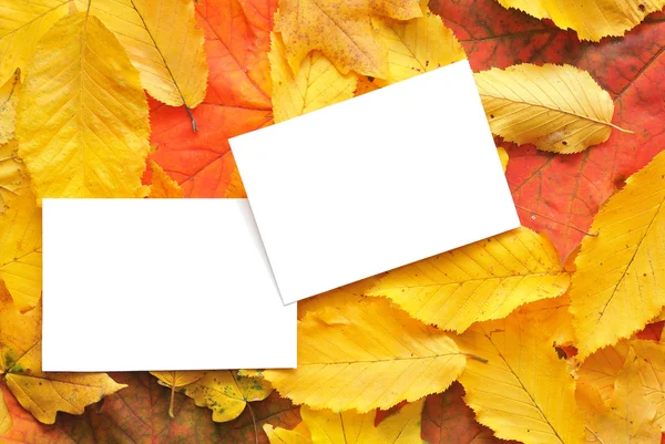 Blanko-Karten mit Herbstblättern — Stockfoto
