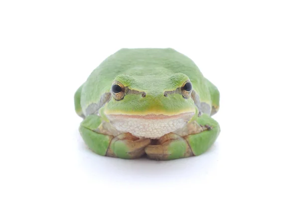 Tree frog — Stock Photo, Image