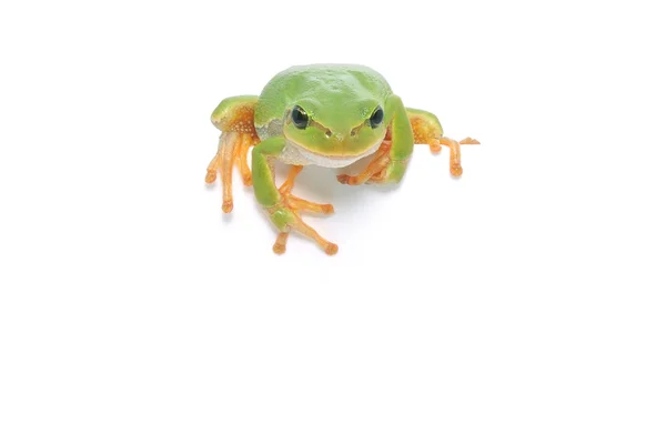 Frog isolated looking over edge presenting — Stock Photo, Image