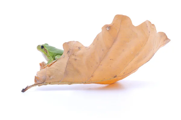 Gaudy Leaf Tree Frog — Stock Photo, Image