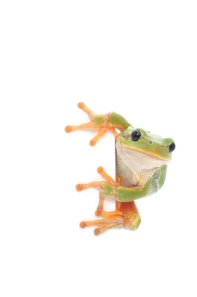 Frog message — Stock Photo, Image